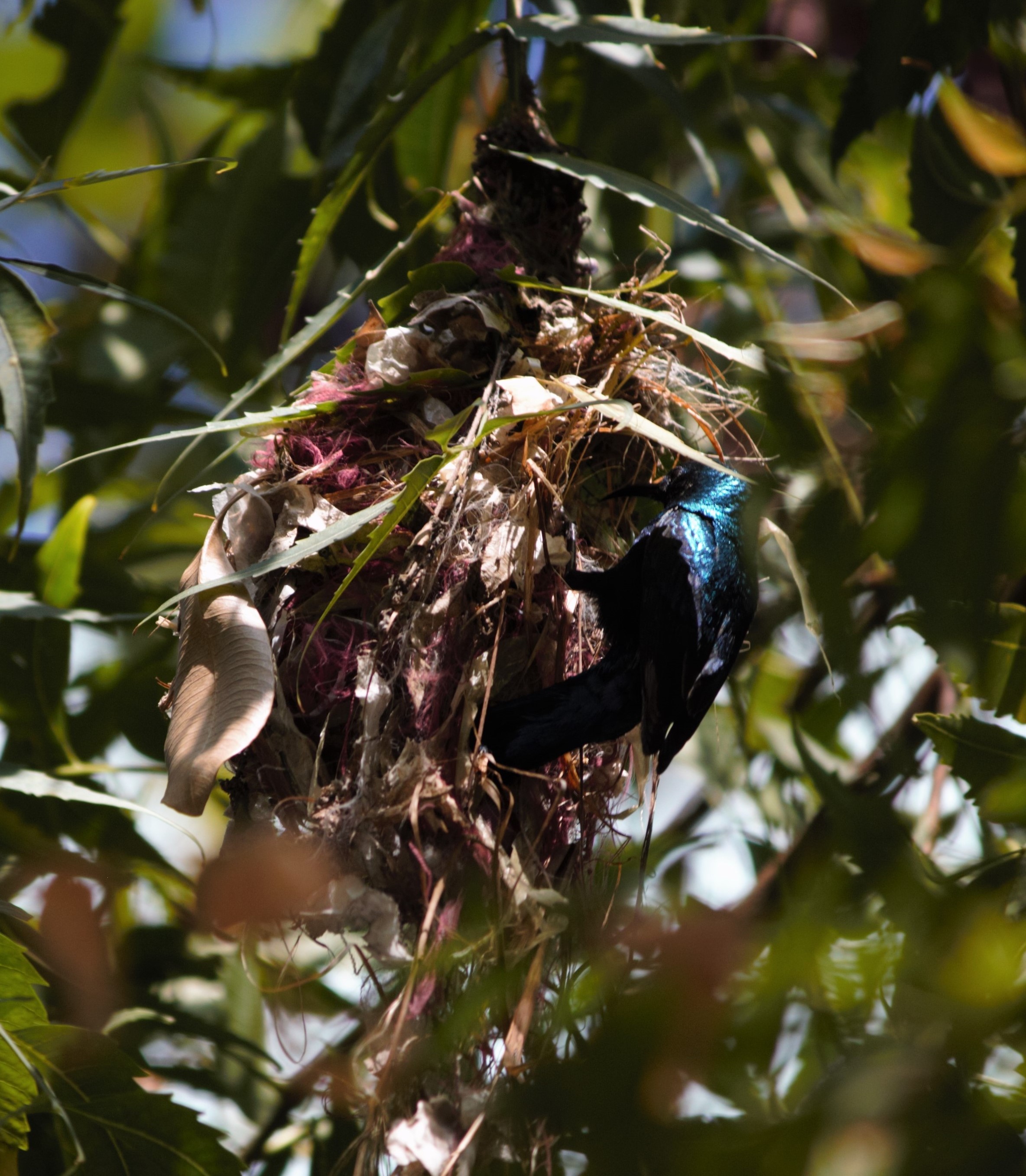 Papa keeps vigil over the nest for a month, from the time the eggs are laid till the babies are ready to fly