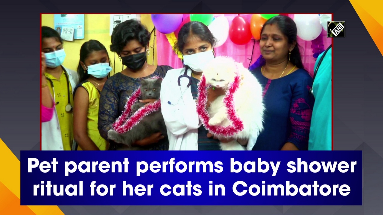 A baby shower for cats? You heard it right