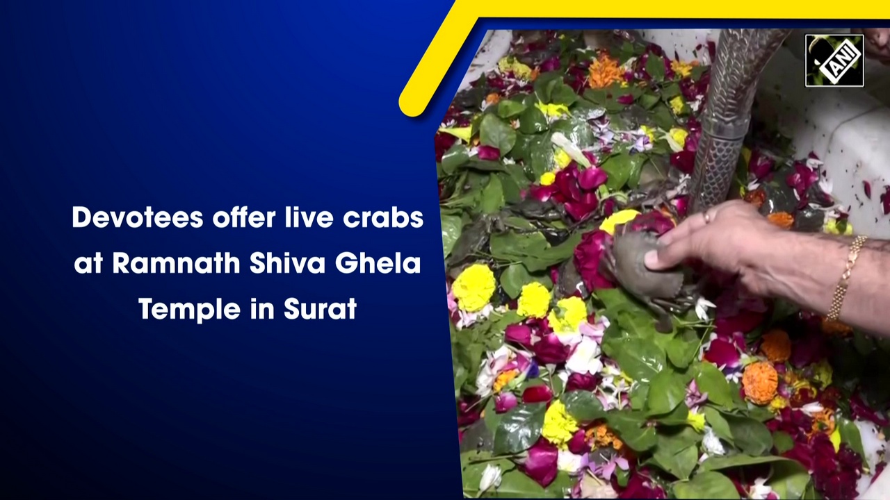 Devotees offer live crabs at Ramnath Shiva Ghela Temple in Surat 