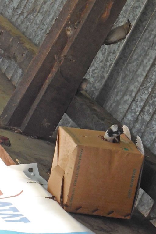 All houses in Borbali Samua village, Assam have installed artificial nests for house sparrows.