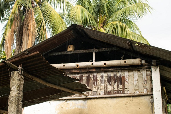 A cardboard nest and an old bamboo pole converted into nests for sparrows. PHOTOS BY AUTHOR & PRABAL SAIKIA
