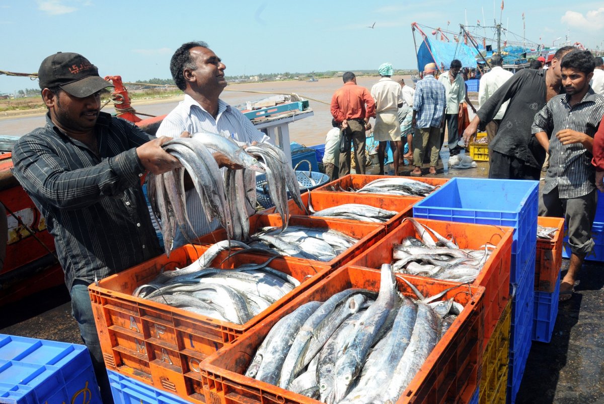 Morning catch on sale in Mangaluru
