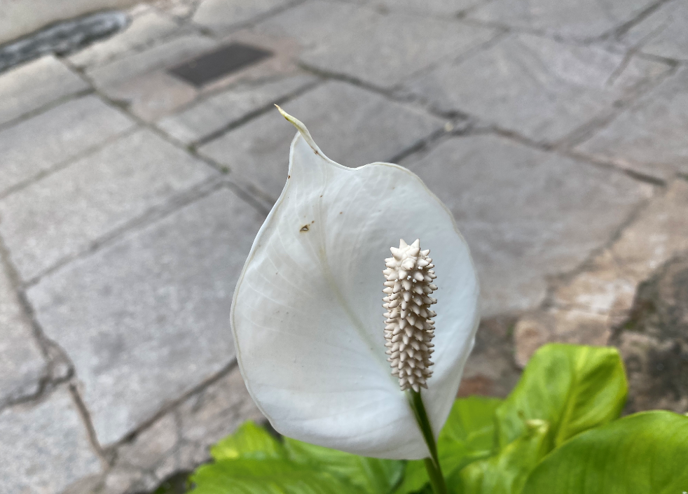 Apple iPhone 11 Pro camera's photo sample (DH Photo/Rohit KVN)