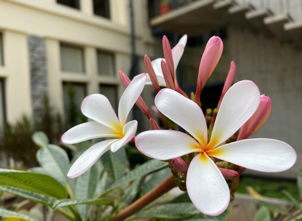Apple iPhone 11 Pro camera's photo sample (DH Photo/Rohit KVN)