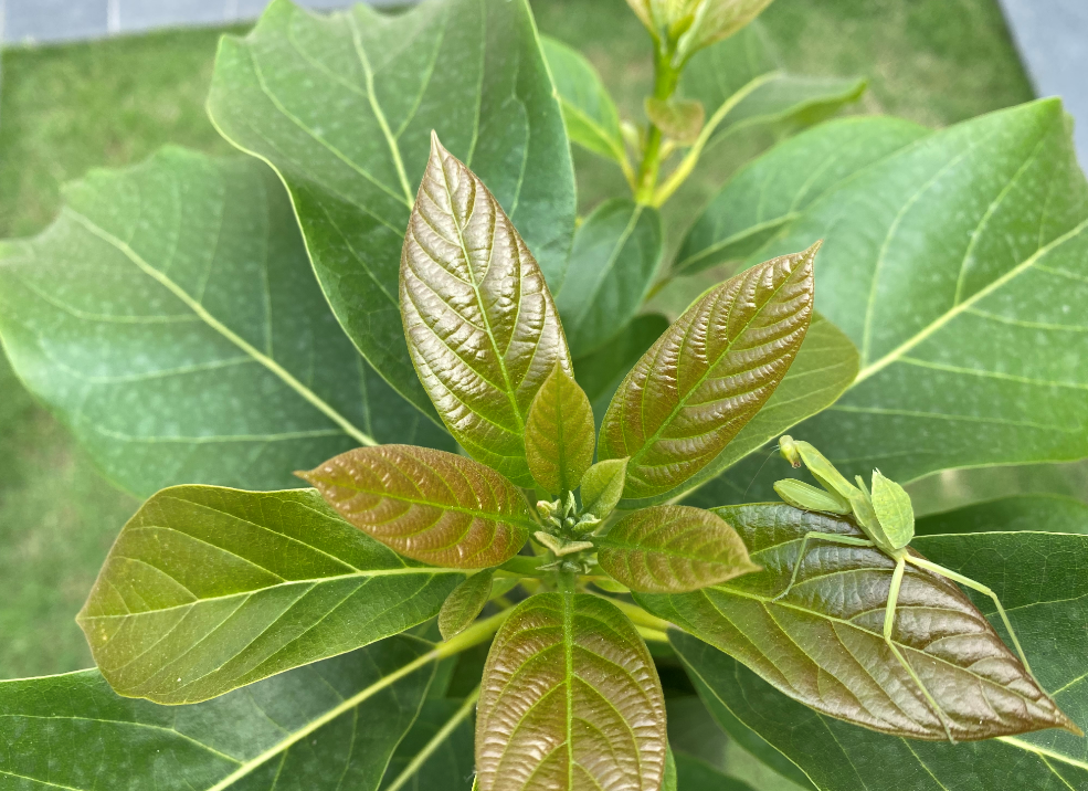 Apple iPhone 11 Pro camera's photo sample (DH Photo/Rohit KVN)