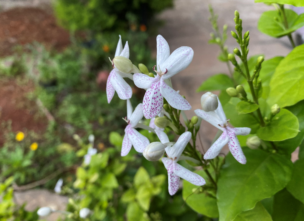 Apple iPhone 11 Pro camera's photo sample (DH Photo/Rohit KVN)