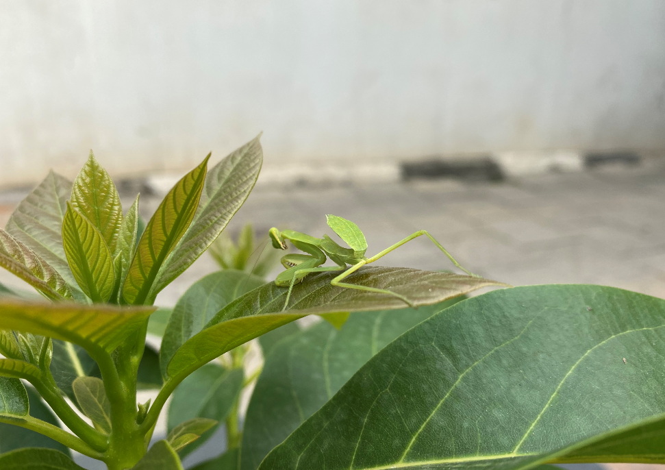 Apple iPhone 11 Pro camera's photo sample (DH Photo/Rohit KVN)
