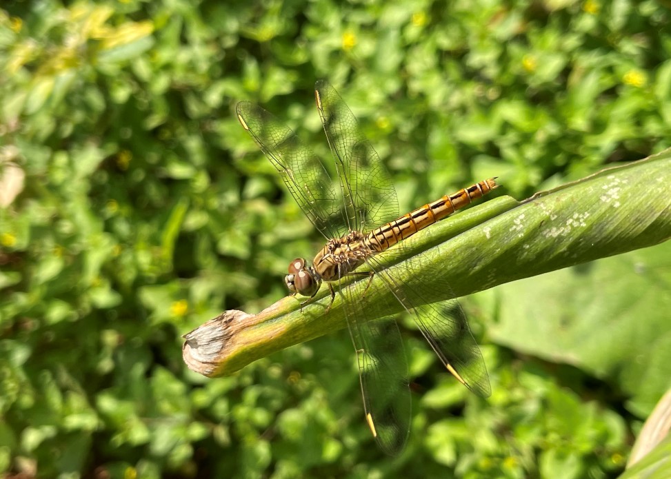 Apple iPhone 12 Pro's camera sample. Credit: DH Photo/KVN Rohit