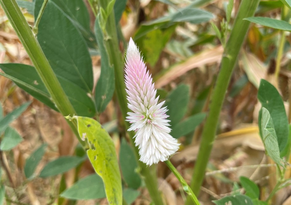 Apple iPhone 12 Pro's camera sample. Credit: DH Photo/KVN Rohit