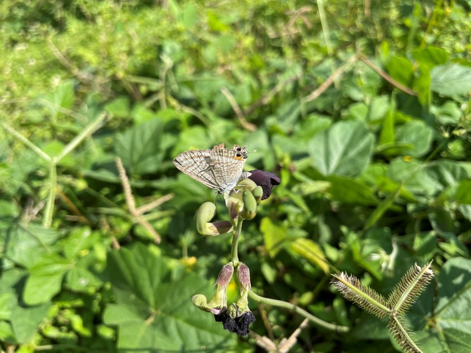 Apple iPhone 12 Pro's camera sample. Credit: DH Photo/KVN Rohit