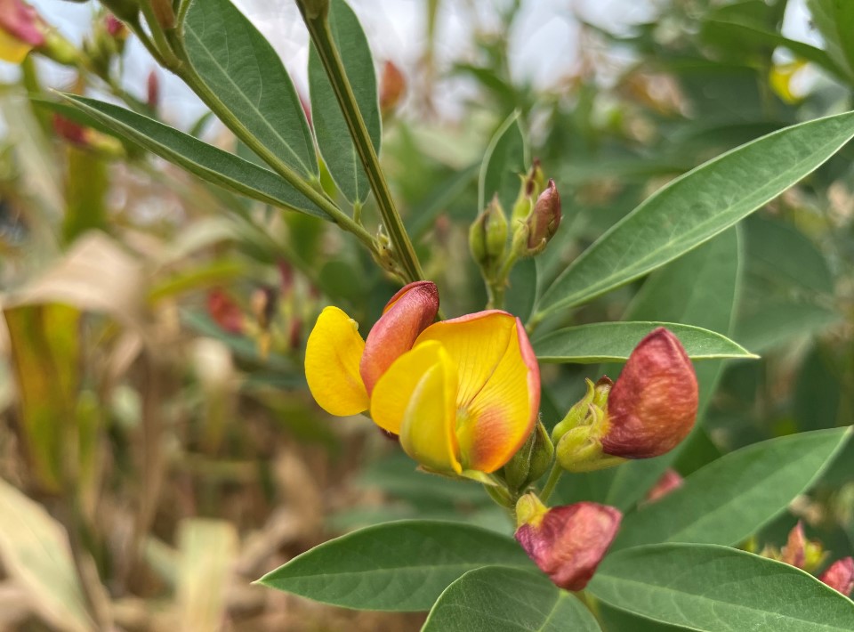 Apple iPhone 12 Pro's camera sample. Credit: DH Photo/KVN Rohit