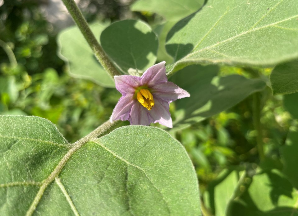 Apple's computational photography software Deep Fusion at work on iPhone 12 Pro. You can see the minute details including hairs (stellate) Brinjal leaf.                         Credit: DH Photo/KVN Rohit