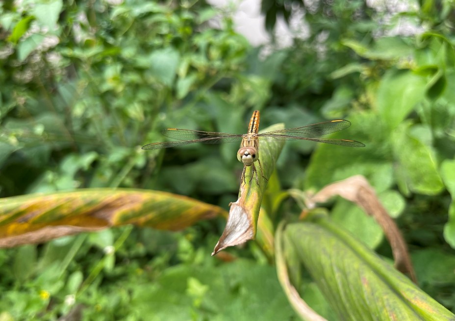Apple iPhone 12 Pro's camera sample. Credit: DH Photo/KVN Rohit