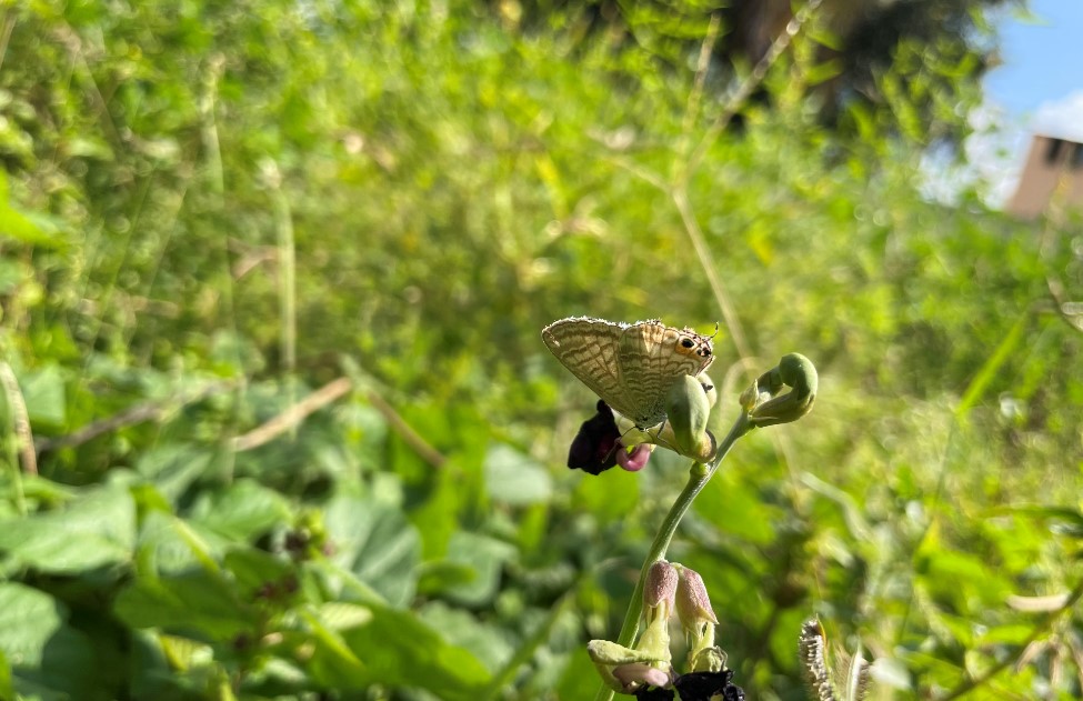 Apple iPhone 12 Pro's camera sample. Credit: DH Photo/KVN Rohit