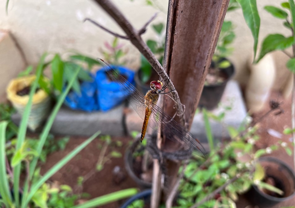 Apple iPhone 13 Pro Max's camera sample. Credit: DH Photo/KVN Rohit