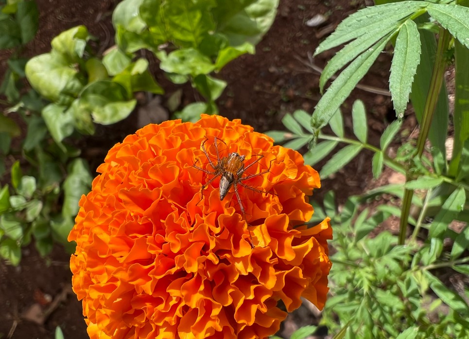 Apple iPhone 13 Pro Max's camera sample. Credit: DH Photo/KVN Rohit