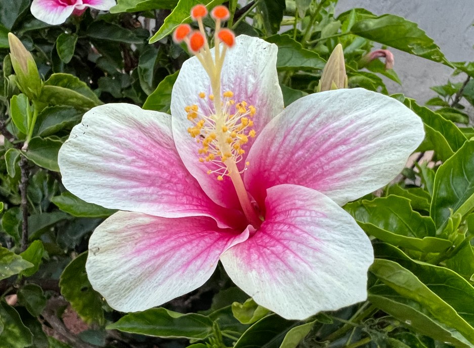 Apple iPhone 13 Pro Max's camera sample. Credit: DH Photo/KVN Rohit