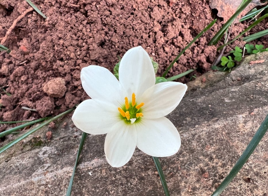 Apple iPhone 13 Pro Max's camera sample. Credit: DH Photo/KVN Rohit