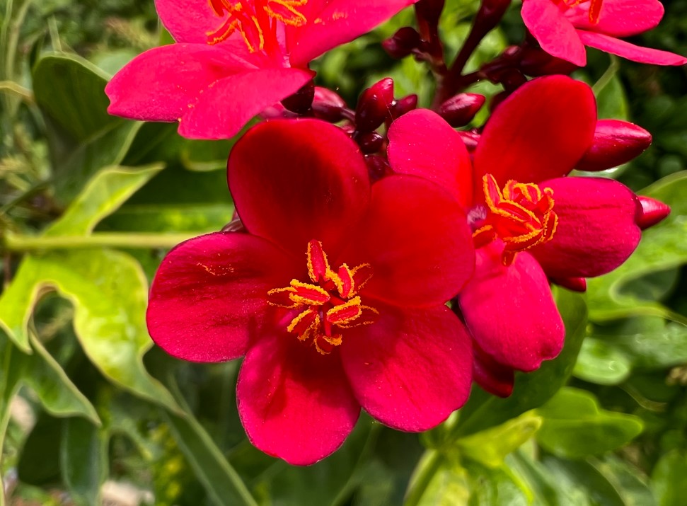 Apple iPhone 13 Pro Max camera sample. Credit: DH Photo/KVN Rohit
