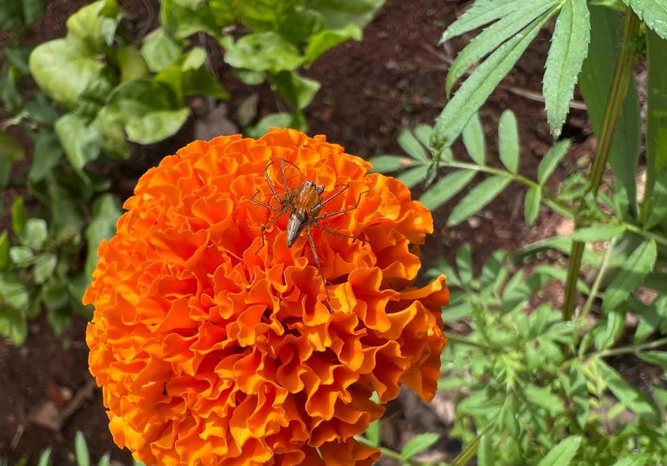 Apple iPhone 13 Pro Max camera sample. Credit: DH Photo/KVN Rohit
