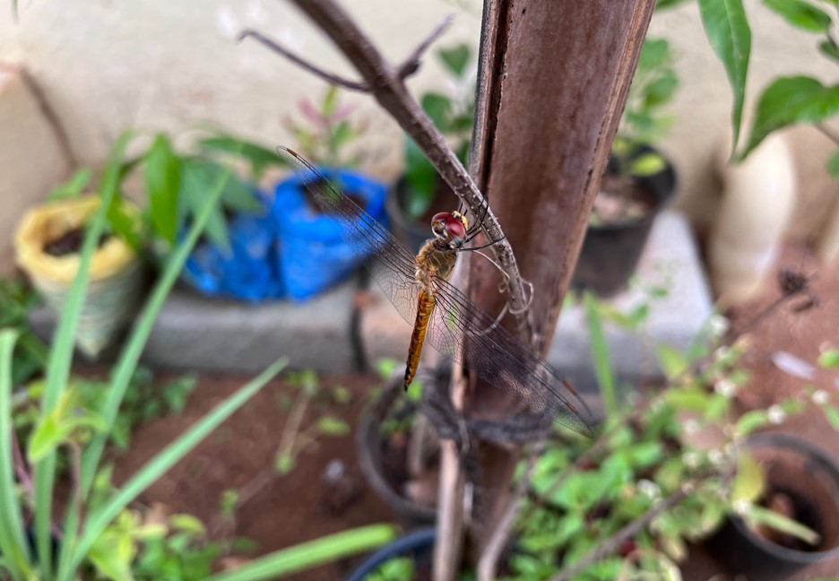 Apple iPhone 13 Pro Max camera sample. Credit: DH Photo/KVN Rohit