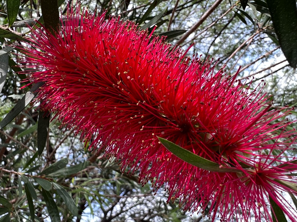 Apple iPhone 13 Pro Max camera sample. Credit: DH Photo/KVN Rohit