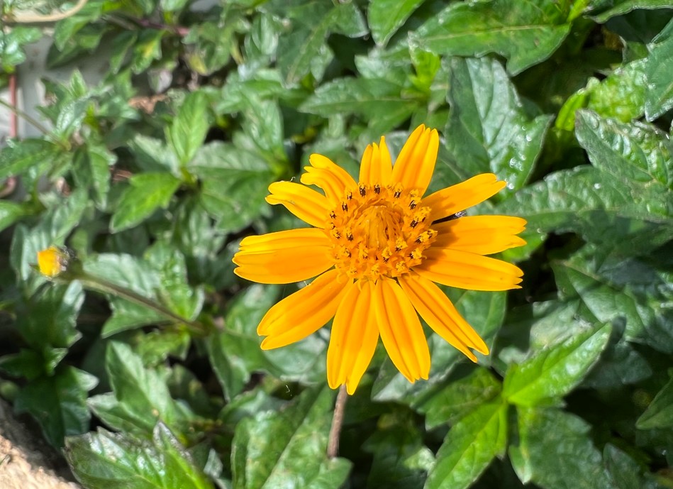 Apple iPhone 13 Pro Max camera sample. Credit: DH Photo/KVN Rohit
