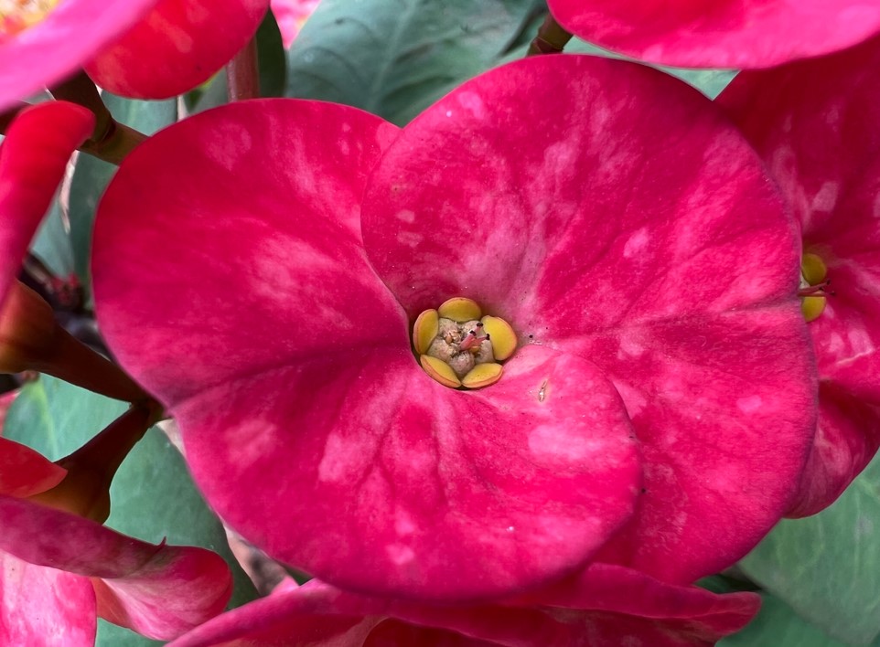 Apple iPhone 13 Pro Max camera sample. Credit: DH Photo/KVN Rohit