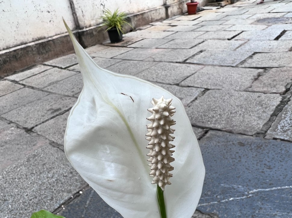 Apple iPhone 13 Pro Max camera sample. Credit: DH Photo/KVN Rohit