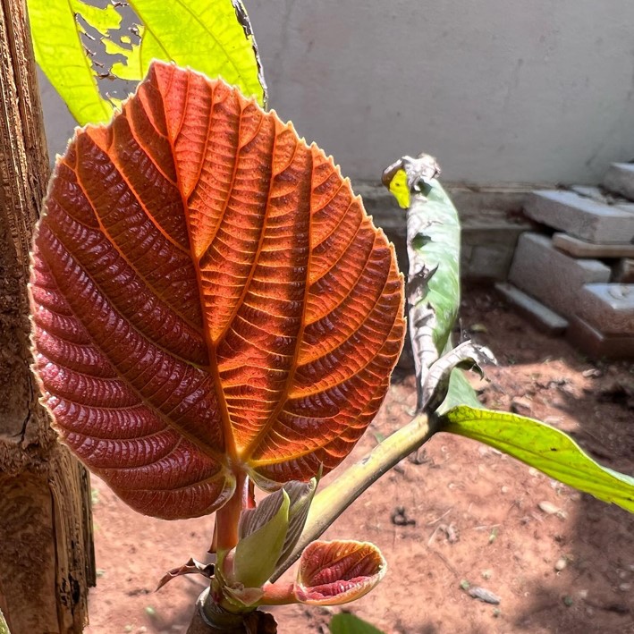 Apple iPhone 13 Pro Max camera sample. Credit: DH Photo/KVN Rohit