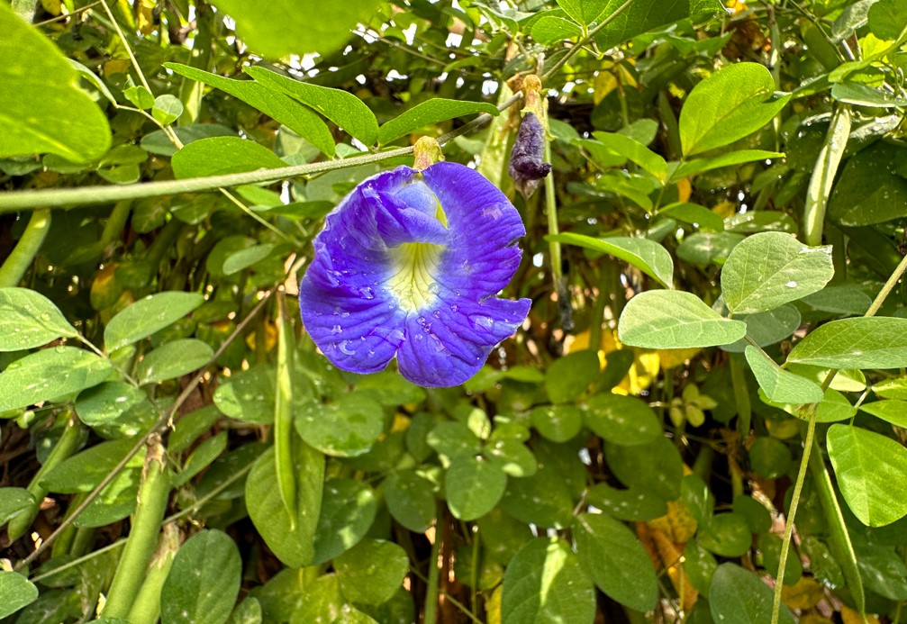 Apple iPhone 14 Pro Max's camera sample. Credit: DH Photo/KVN Rohit