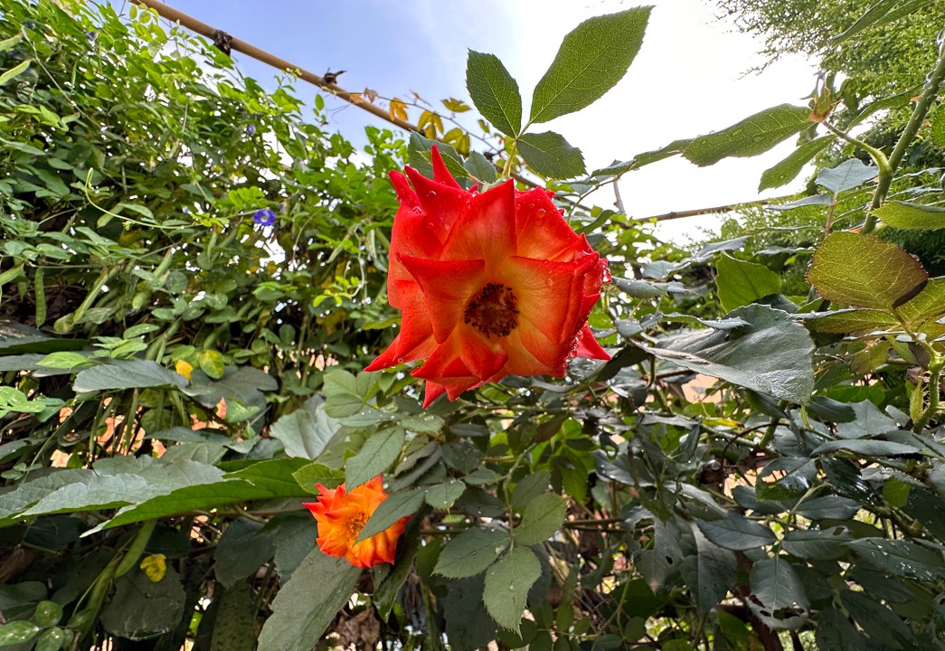Apple iPhone 14 Pro Max's camera sample. Credit: DH Photo/KVN Rohit