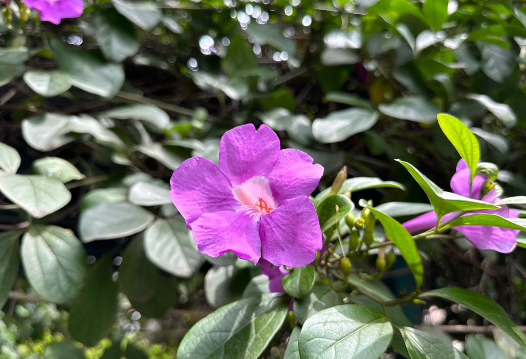 Apple iPhone 14 Pro Max's camera sample. Credit: DH Photo/KVN Rohit