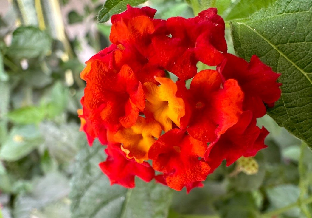 Apple iPhone 14 Pro Max's camera sample. Credit: DH Photo/KVN Rohit