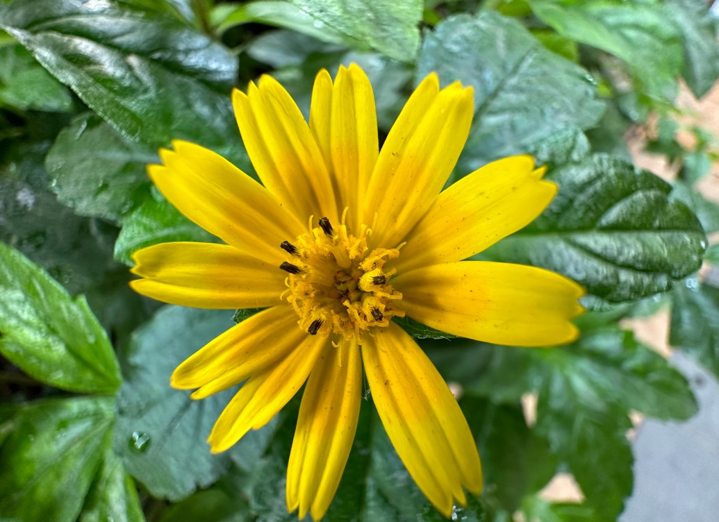 Apple iPhone 14 Pro Max's camera sample. Credit: DH Photo/KVN RohitCaption
