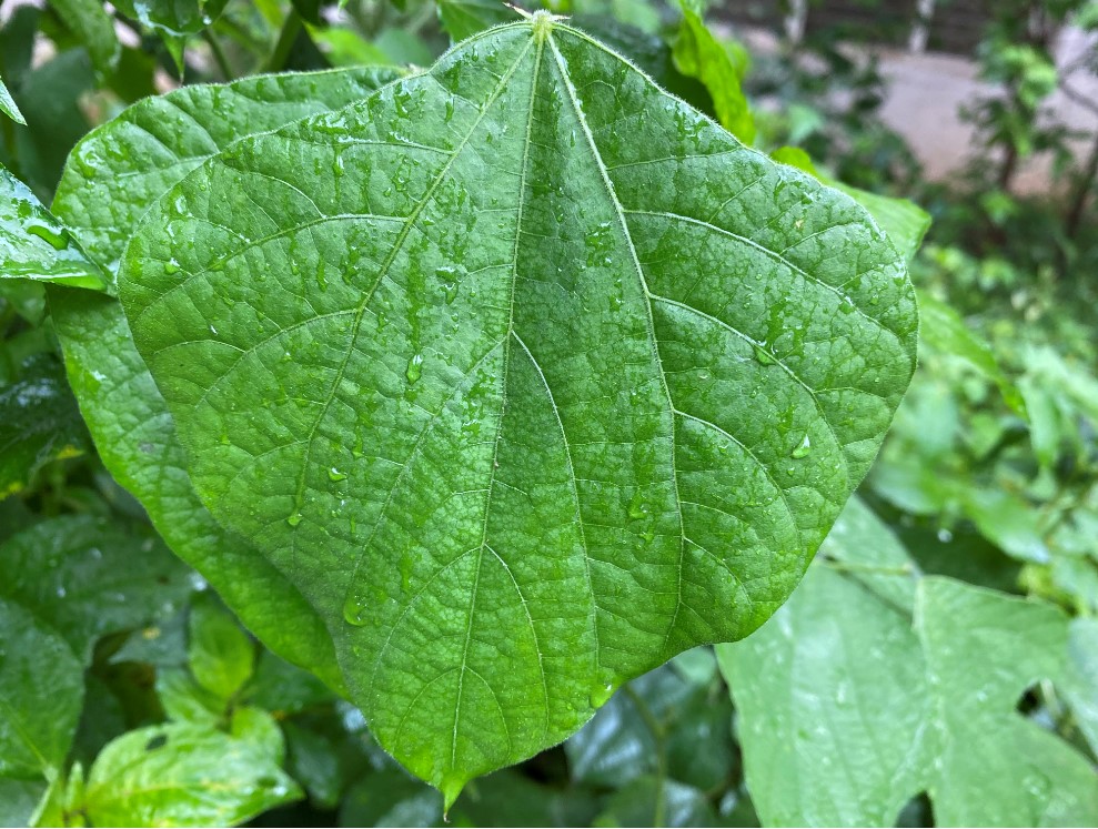 Here's another instance of Deep Fusion magic in action on Apple iPhone 11 Pro. Credit: DH Photo/KVN Rohit