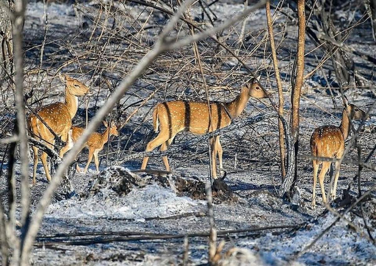 Spotted deer stranded after <g class=