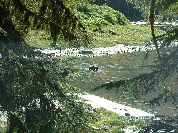 Bears playing in water.