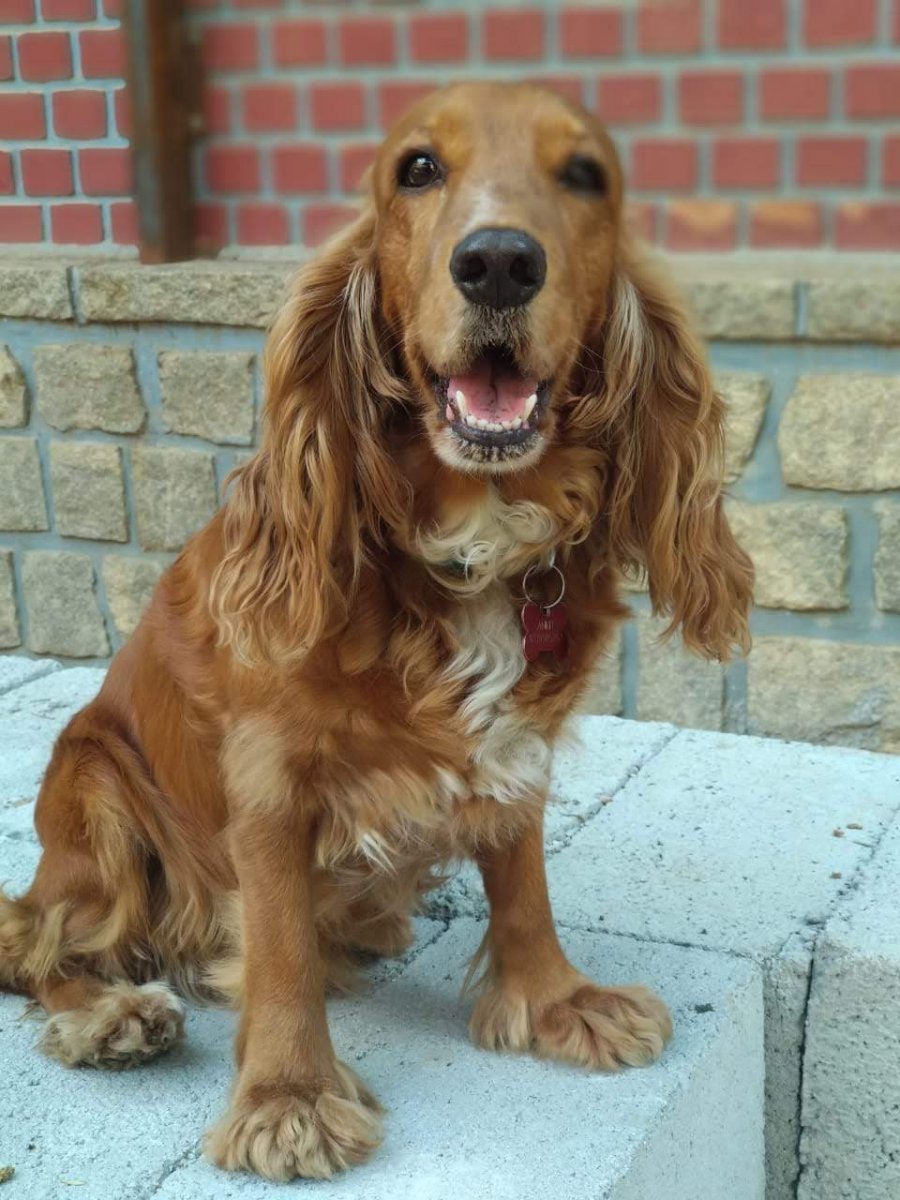 When Ankit takes Caramel for walks in Indiranagar, he cleans up after her.