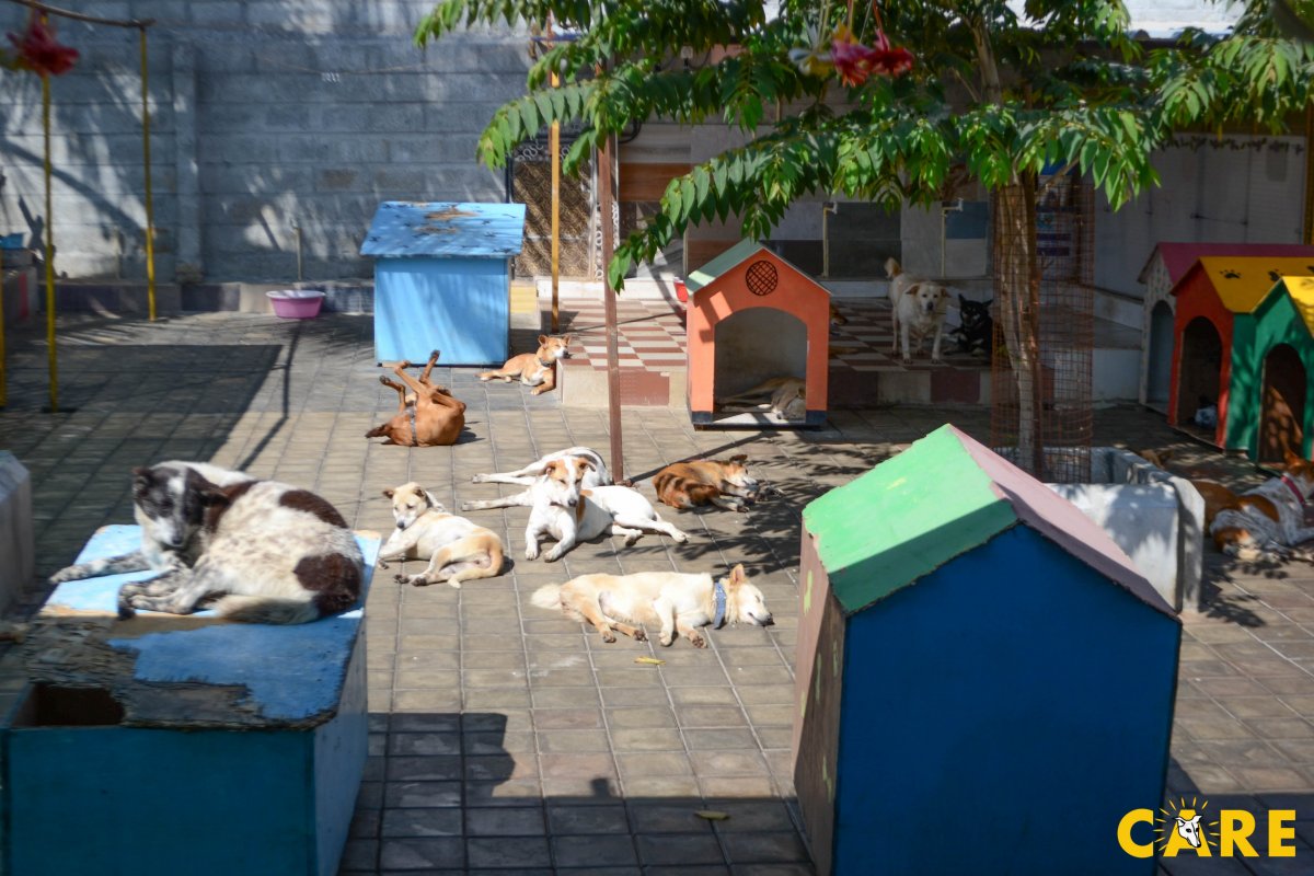 CARE has a trauma care centre for sick andinjured animals in Yelahanka.