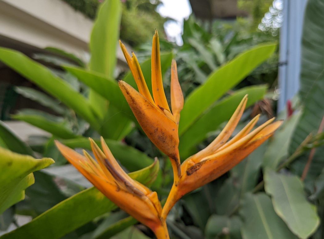 Google Pixel 6a's camera sample. Credit: DH Photo/KVN Rohit