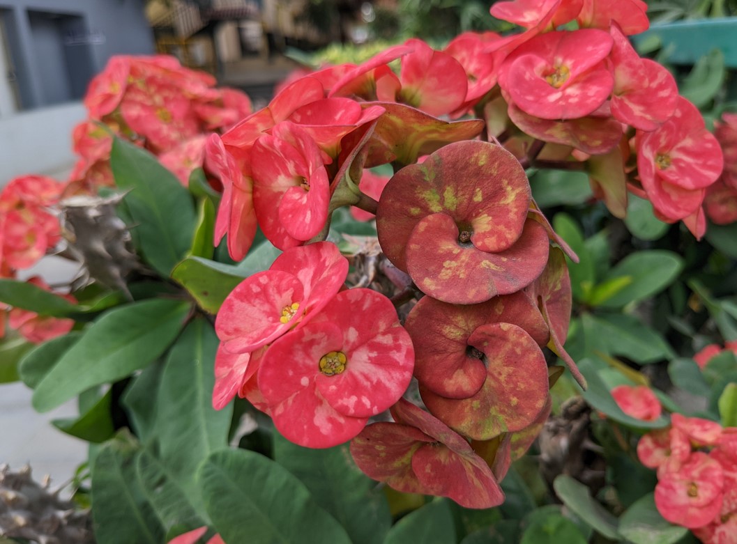 Google Pixel 6a camera sample. Credit: DH Photo/KVN Rohit