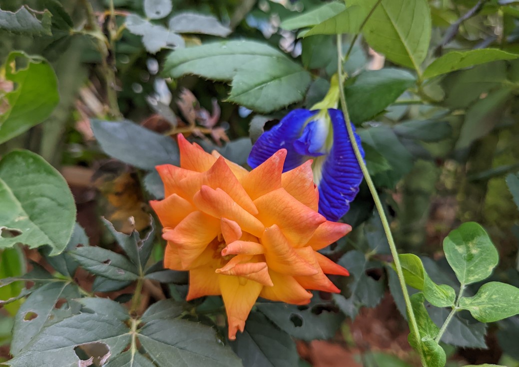 Google Pixel 6a camera sample. Credit: DH Photo/KVN Rohit
