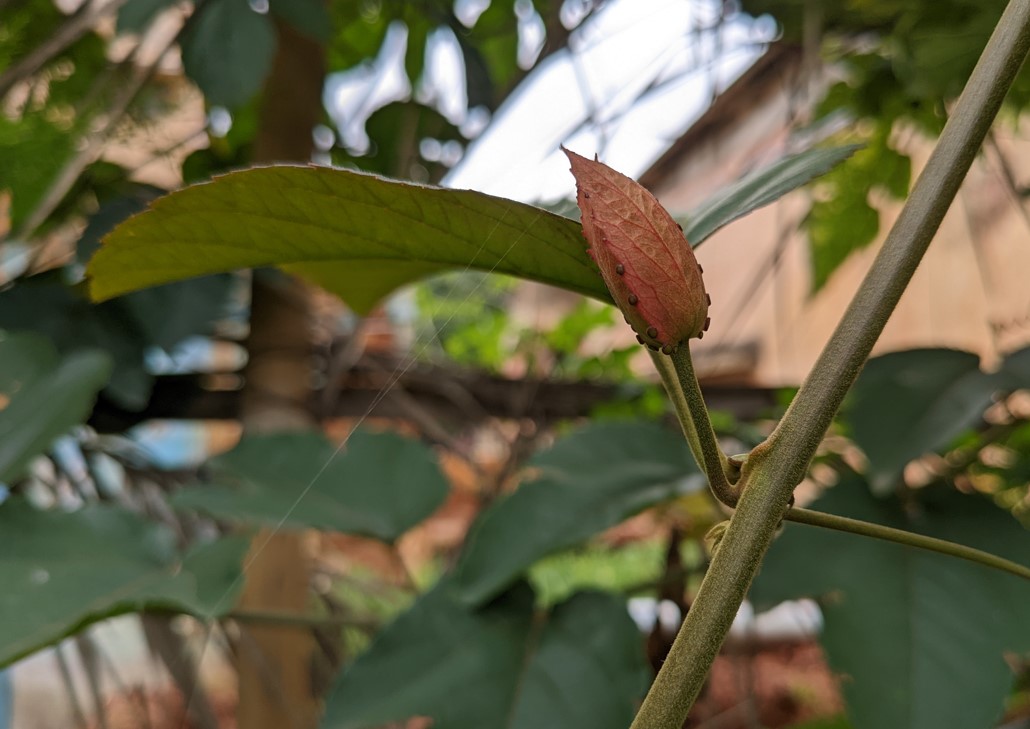 Google Pixel 6a camera sample. Credit: DH Photo/KVN Rohit