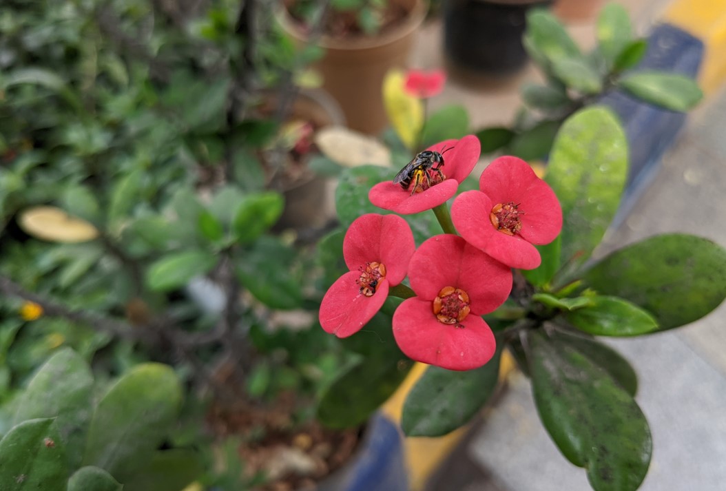 Google Pixel 6a camera sample. Credit: DH Photo/KVN Rohit