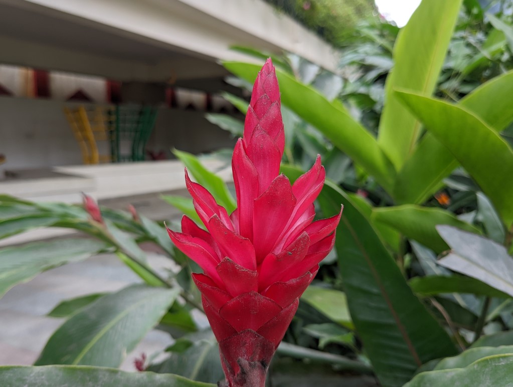 Google Pixel 6a's camera sample. Credit: DH Photo/KVN Rohit