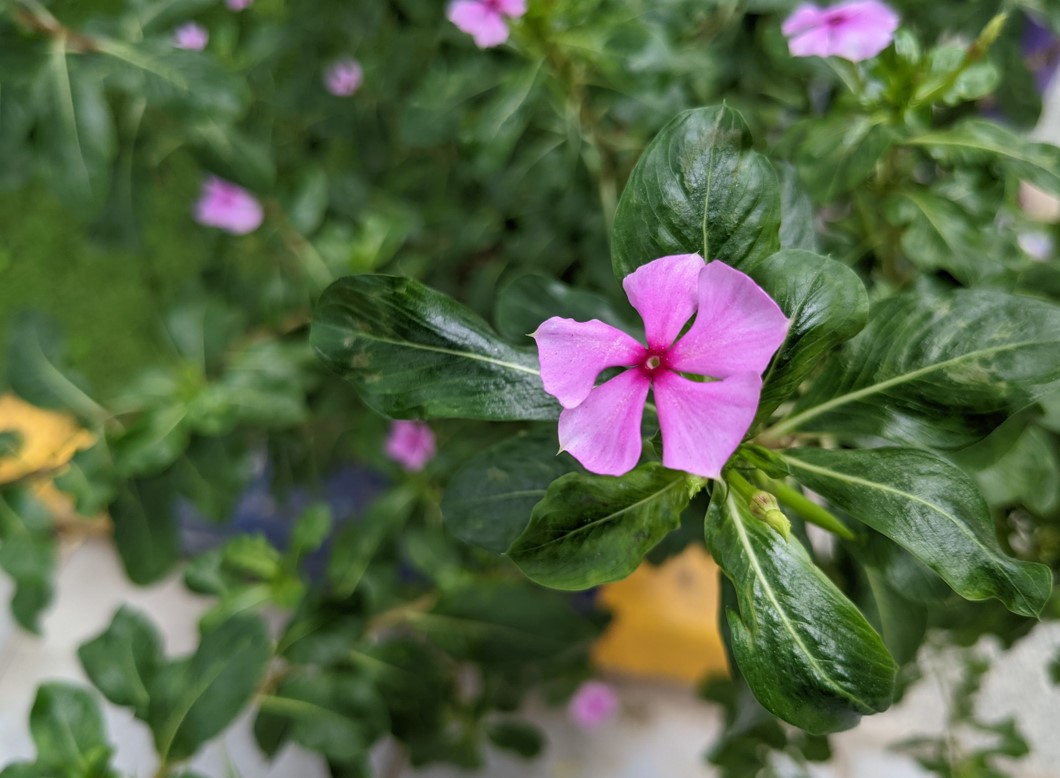 Google Pixel 6a camera sample. Credit: DH Photo/KVN Rohit
