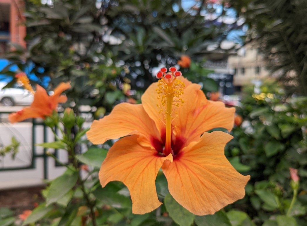Google Pixel 6a's camera sample. Credit: DH Photo/KVN Rohit