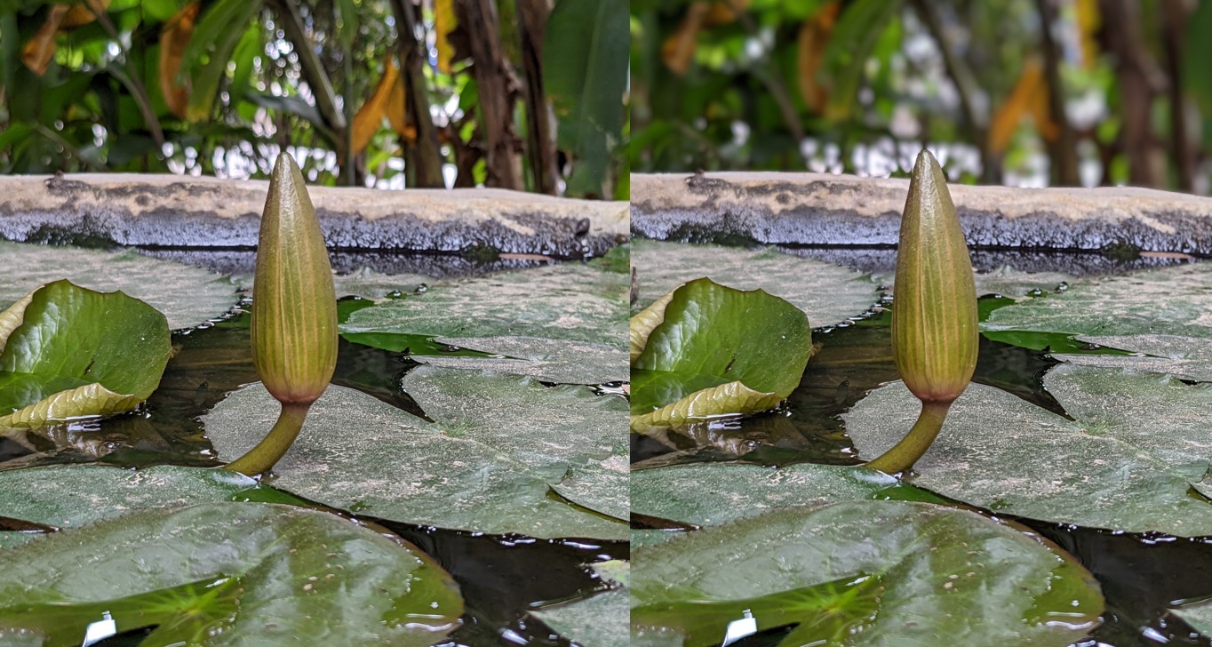 Google Pixel 6a's Blur tool is used to bring the bokeh effect in the picture. Credit: DH Photo/KVN Rohit