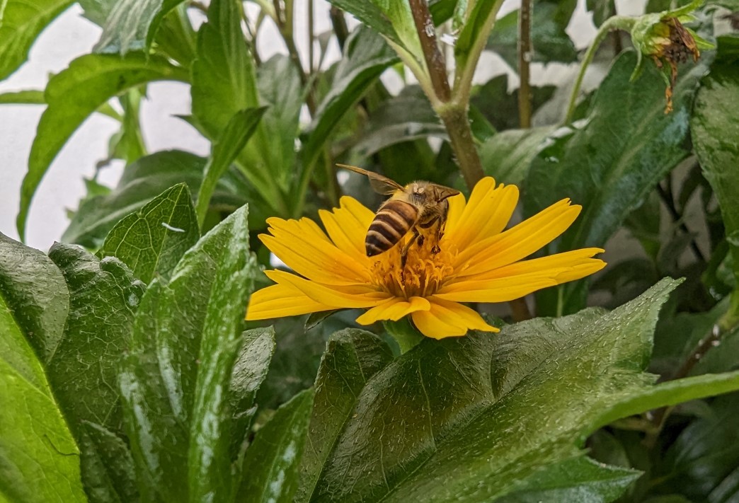 Google Pixel 7 Pro's camera sample. Credit: DH Photo/KVN Rohit